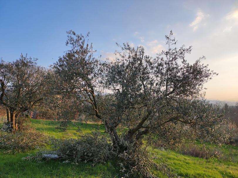 Borgo Lamurese Avigliano